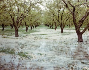 Almond Trees and Flood Irrigation, Oakdale, CA, 1999